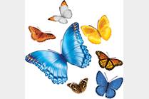 Butterfly Gust